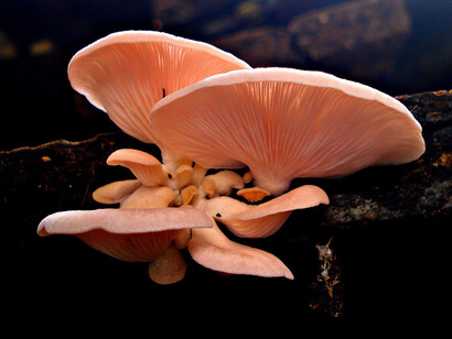 Pleurotus ostreatus roseos (Agaricales), photo by Andre Cardoso