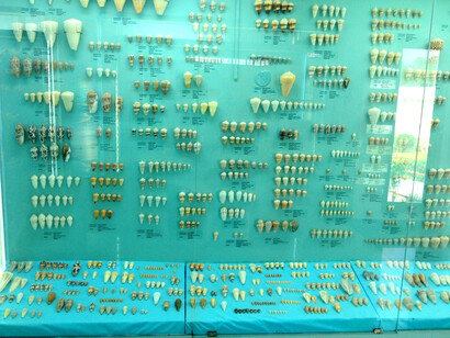 The collection of shells
