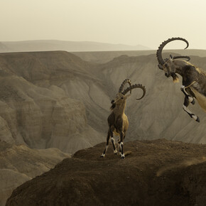 Amit Eshel, Wildlife Photographer of the Year (detail). Courtesy of the artist and Forte di Bard
