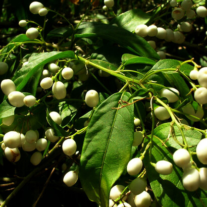 Galán de noche («Cestrum nocturnum»), planta solanácea nativa de América