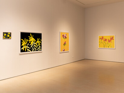 Alex Katz: Flowers at McClain Gallery, installation view, photo by Allyson Hunstman. Courtesy of McClain Gallery, Houston, Texas