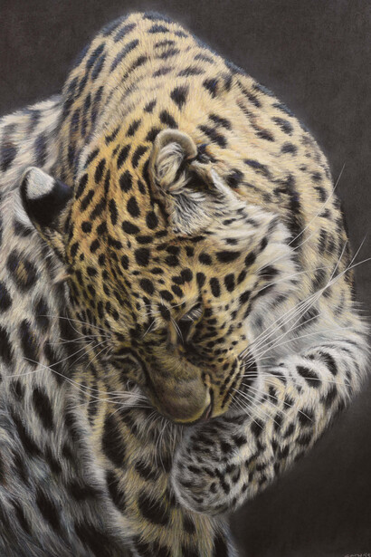 Gary Stinton, Amur-Leopard- Large as Life VI, Pastel on museum board, Signed, 20 x 14.5ins (50.75 × 36.75 cm)
