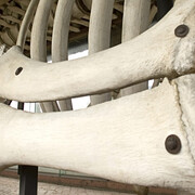 Cetaceans gallery. Courtesy of Museo di Storia Naturale