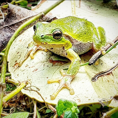 Siesta, scatto di Walter Maria Calarco