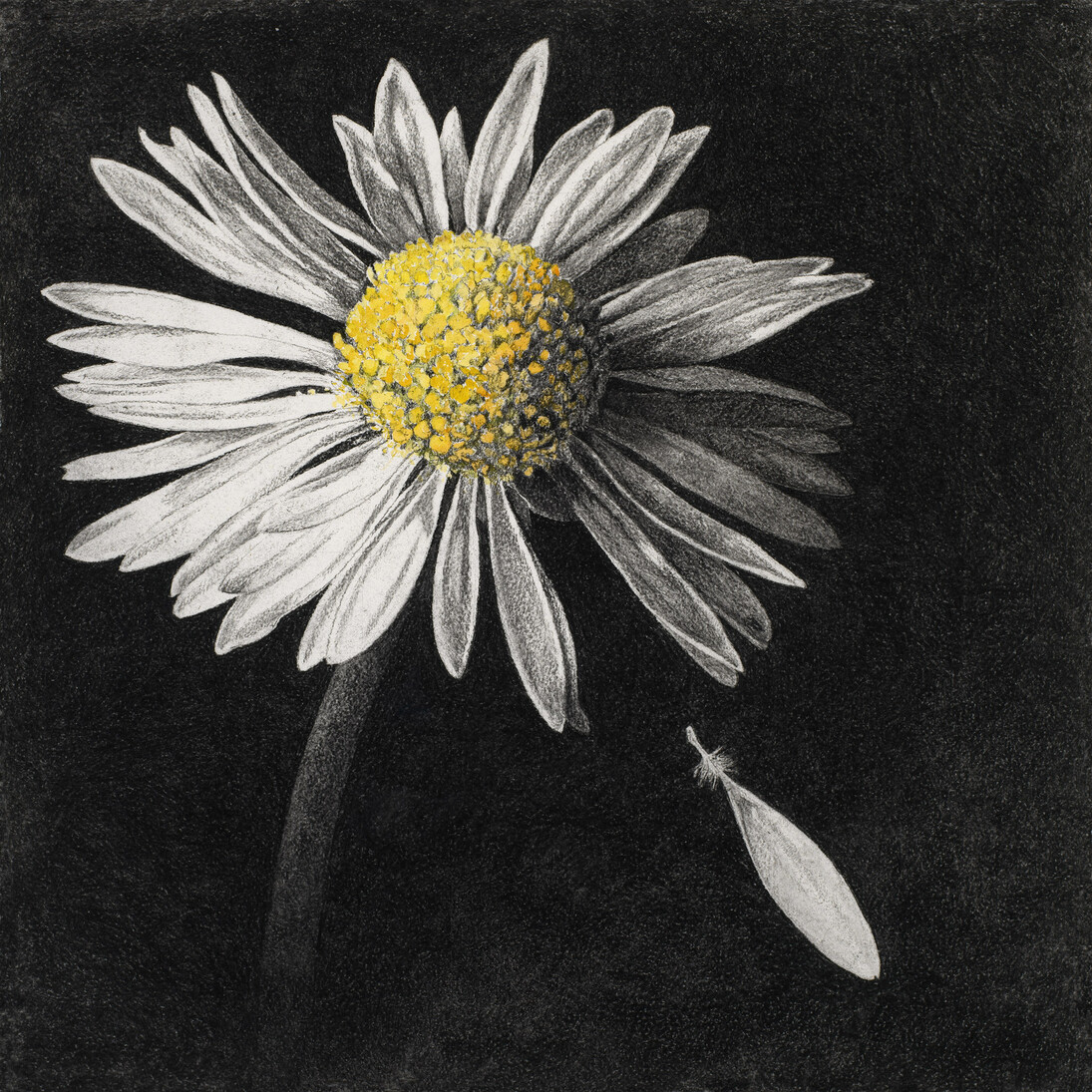 Rosie Sanders, Loves me, loves me not, loves me....’  (Triptych, three separate images) charcoal on Vascari paper, 50 x 50cm/19.75 x 19.75ins each