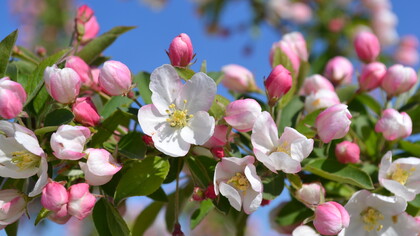 Melo da fiore, per gli inglesi crab-apple