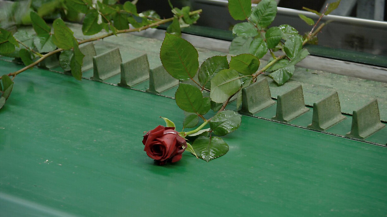 Éric Baudelaire, This flower in my mouth (still), 2021. Mit freundlicher Genehmigung der Hamburger Kunsthalle