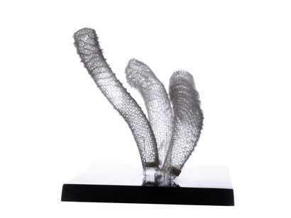 Invertebrates. Courtesy of Tadas Ivanauskas Zoological Museum