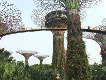 Supertree Grove, Gardens by the Bay, Singapore