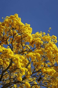 Araguaney, the national tree of Venezuela