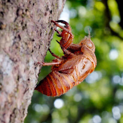 Chicharra en un tronco