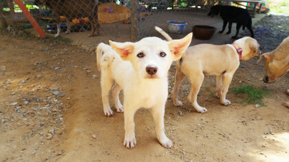 A small puppy stares at the camera, in a yard full of dogs