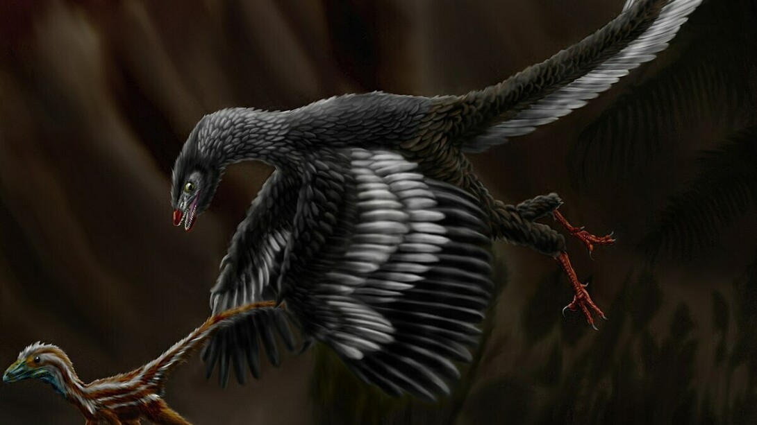 Illustrazione di Archaeopteryx a caccia di Compsognathus longipes nel Tardo Giurassico della Germania