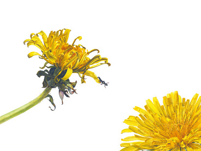 Rosie Sanders, Jump, Watercolour on Arches 640gsm paper, 77.5 x 102.5/30.5ins x 40.25ins