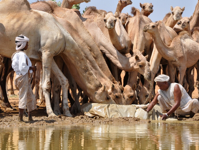 Enikö Nagy, Shenabla nomads water their herd of 150 camels at a hafir - a rainwater hole. 
In Al Aiara, North Kordofan