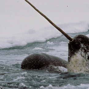 Narwhal: Revealing an Arctic Legend. Courtesy of Smithsonian's National Museum of Natural History