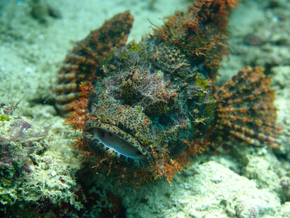 Fish, ph. Aditya Havelia