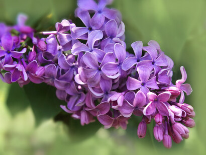 Lillà Syringa vulgaris