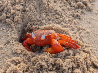 Cangrejo fantasma o cangrejo playero cavando un agujero