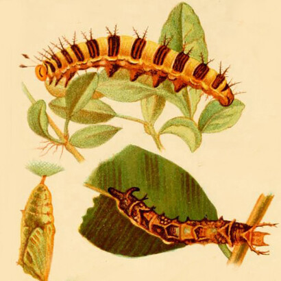 Larvas surafricanas, acuarela de Margaret Fountaine