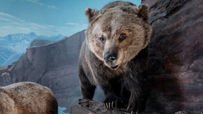 Mammal Gallery. Courtesy of Canadian Museum of Nature