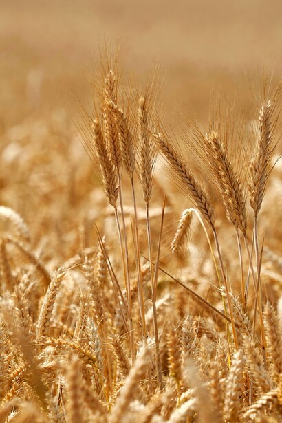 Anticamente, danze e canti venivano eseguiti nei campi per celebrare la fine del raccolto, trasformando il lavoro agricolo in un rito collettivo di speranza e ringraziamento
