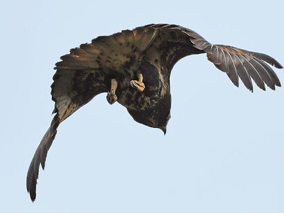 En el norte el águila es la divinidad del aire y de la inteligencia racional que, según la profecía andina un día se unirá con el cóndor para volar juntos simbolizando el encuentro de la mente con el corazón. Águila solitaria, 2023, (Buteogallus solitarius) en Perú 