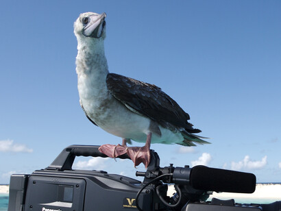 Booby © John Aitchison