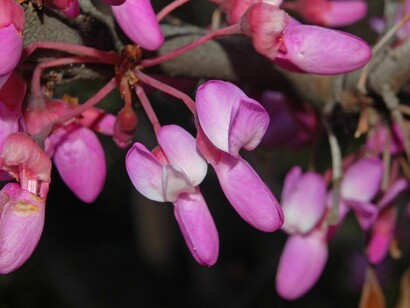 Fiori di Siliquastro