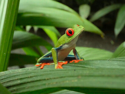 Biodiversidad en Costa Rica