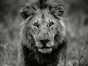 David Lloyd, African Lion