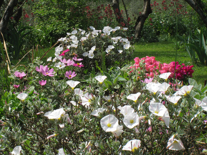 Fioriture d’estate a Lucca