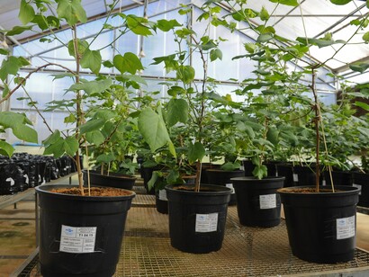 Plantas desenvolvidas em programa de pesquisa agrícola da Embrapa. O trabalho inclui a seleção de materiais mais produtivos e adaptados aos trópicos