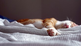 Los gatos sí que saben lo que es bueno