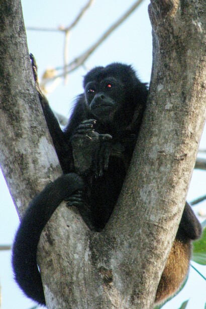 Riserva naturale della laguna di Apoyo. Un esemplare di scimmia urlatrice ("Alouatta palliata")