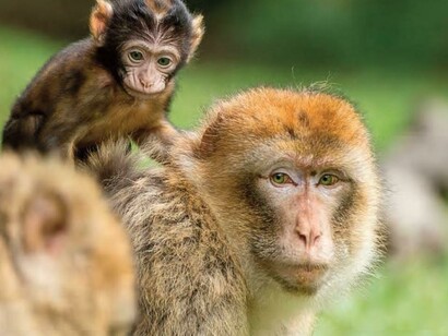 alcuni piccoli vengono soppressi quando nascono con delle malformazioni congenite