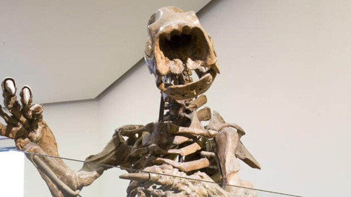 Hall of Primitive Mammals. Courtesy of American Museum of Natural History