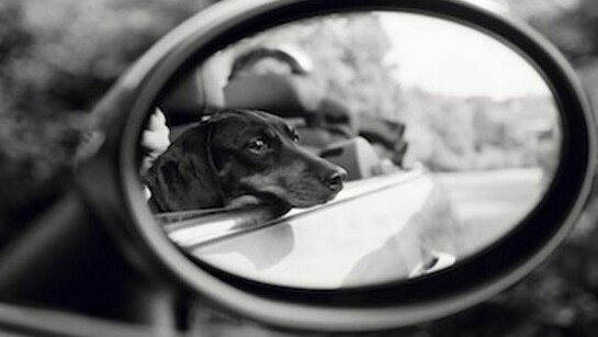 Priscilla Rattazzi, Lola, Rear View Mirror, East Hampton, 2007