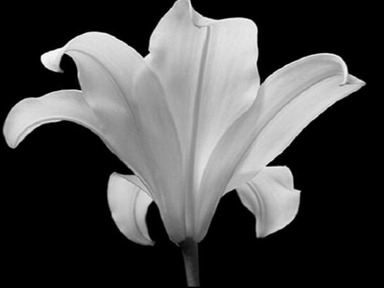 Hiroyuki Arakawa, The Quiet Japanese Lily, 2006, 90cm x 90 cm giclee print Edition of 6