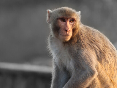 Hinde also conducted studies in which mothers were separated from infants