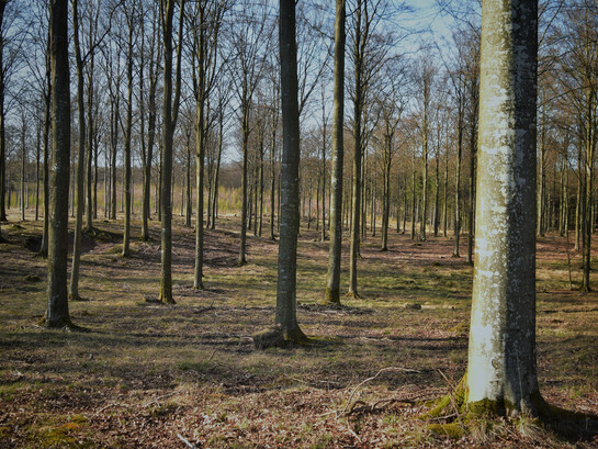 Bosque - Fotografía de Gabriel Lopez. Dinamarca, 2021