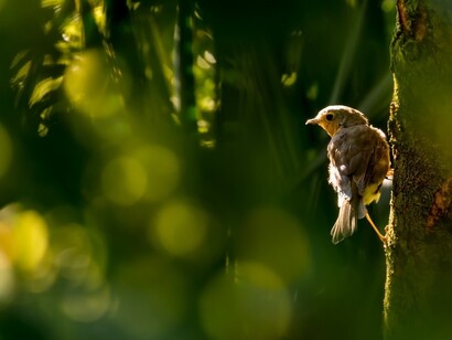 Hunting wildlife to kill it for pet food