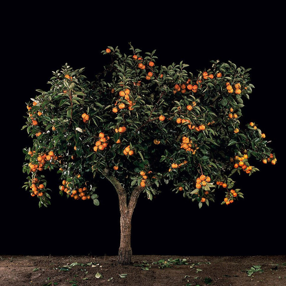 Tal Shochat, Afaresemon (Persimmon), 2011, C-print, 48.25 x 50 inches, Edition of 6