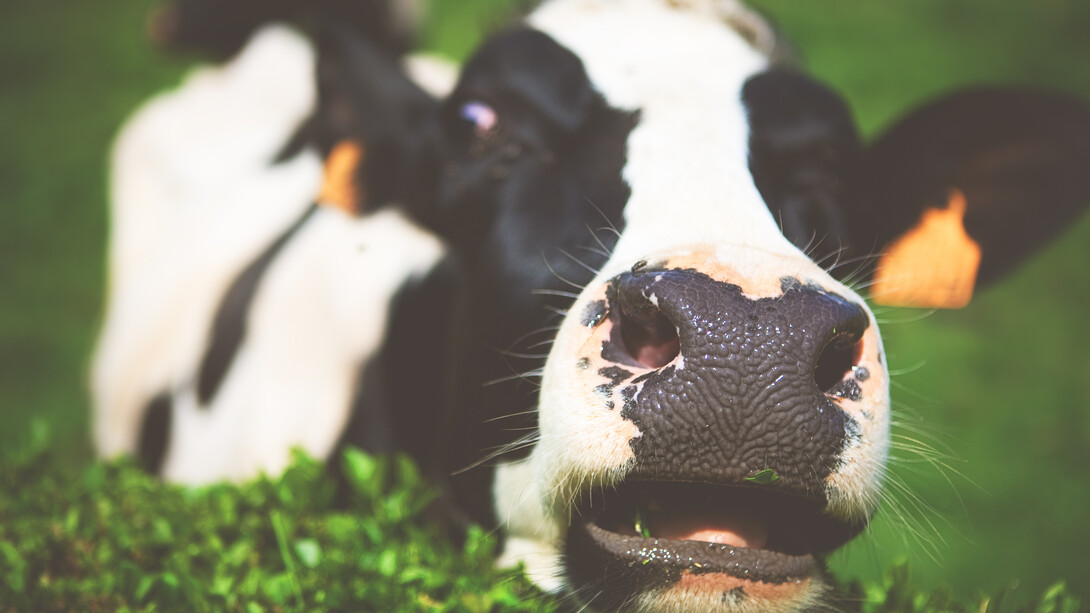 O sistema cria monstros: o triste destino das vacas leiteiras