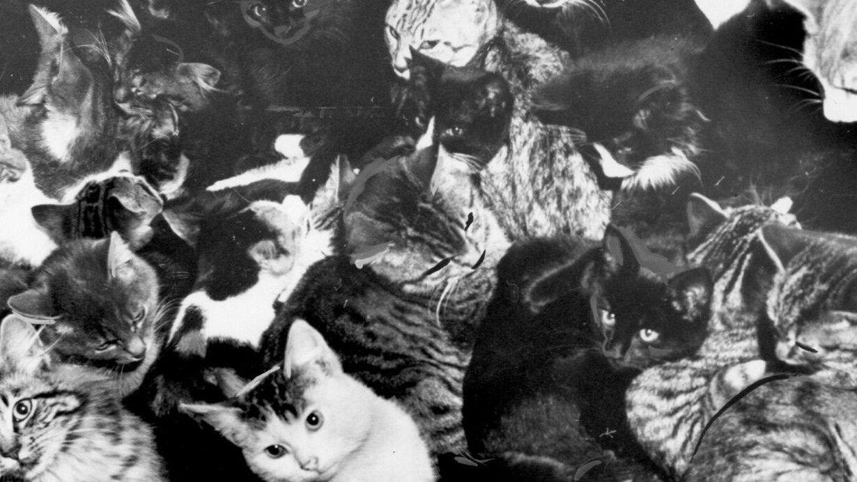 It’s Raining Cats and Dogs. Courtesy of MOHAI