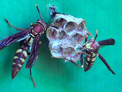 Avispas «Polistes versicolor»