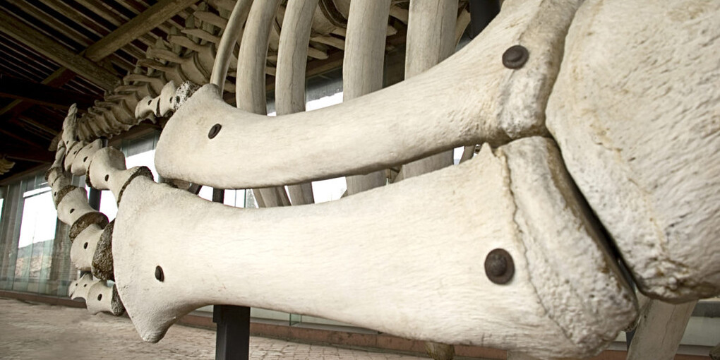 Cetaceans gallery. Courtesy of Museo di Storia Naturale
