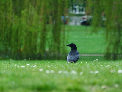 El ambientalismo de izquierda sigue considerando que para ello debe poder controlar los medios de producción para redistribuir la riqueza