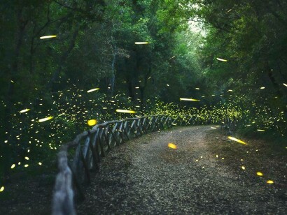 Il rituale di accoppiamento delle lucciole nel bosco di Sant'Antuono, Mottola (TA), Italia