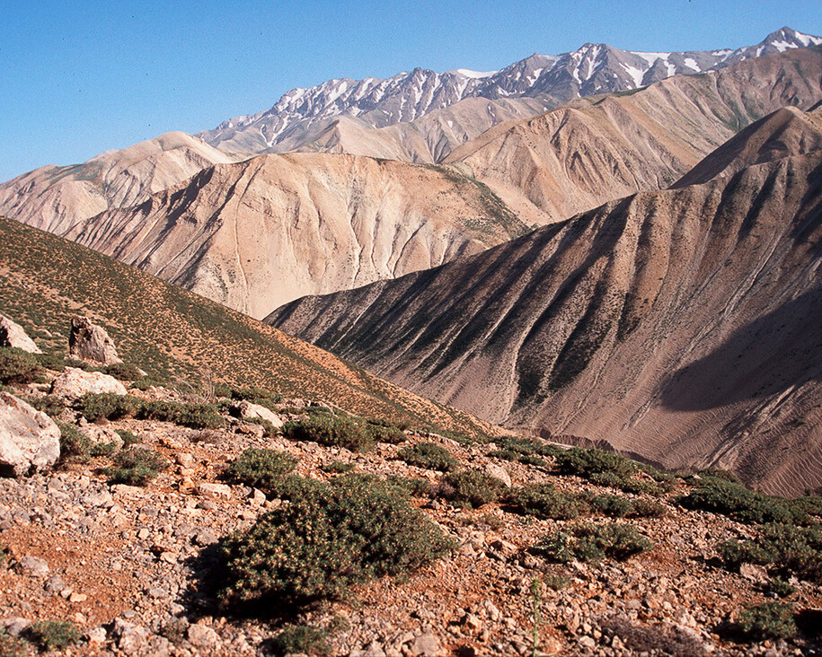 Fliegen, Mücken und Flöhe. Courtesy of Museum für Naturkunde